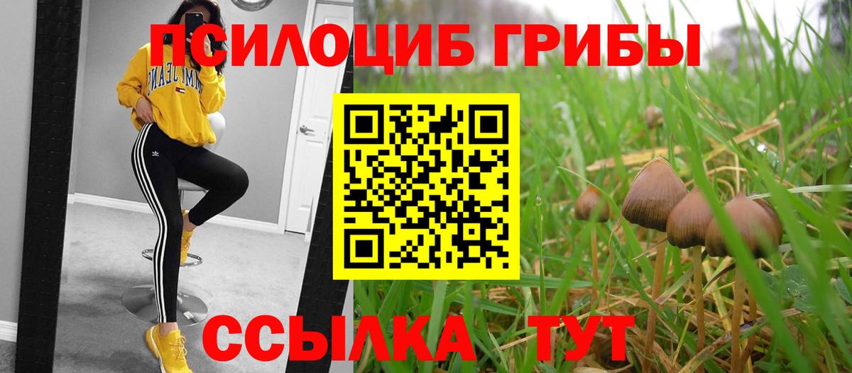 Псилоцибиновые грибы Cubensis Обнинск